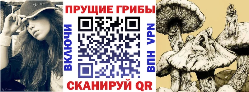 Галлюциногенные грибы Psilocybe  дарнет шоп  гидра вход  Жердевка 